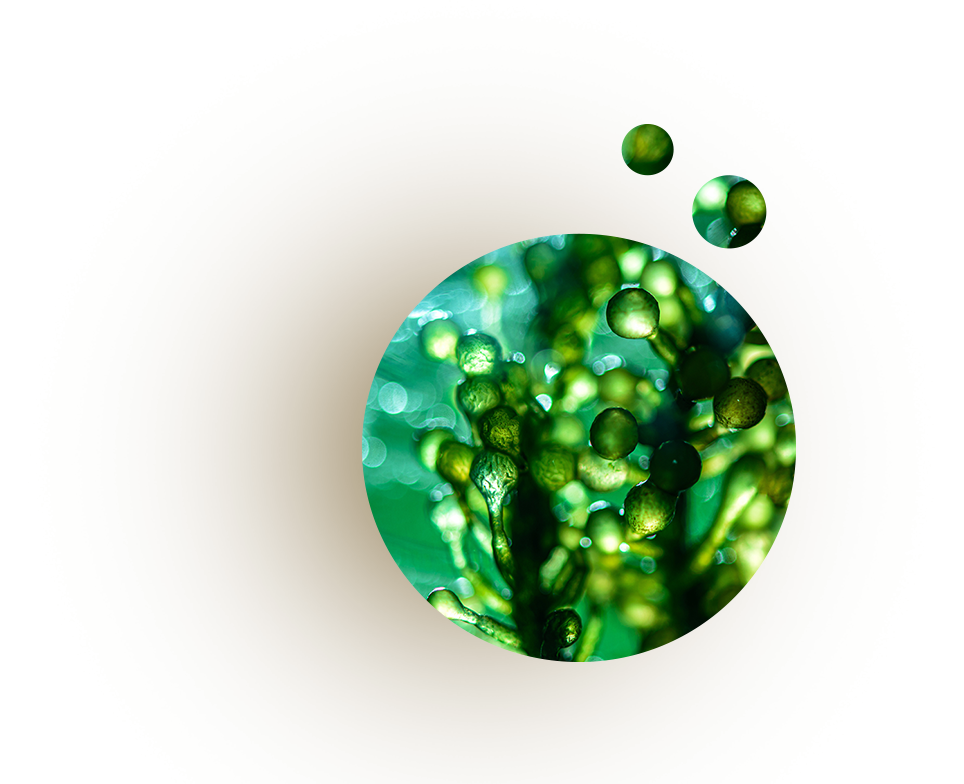 microalgae_tab
