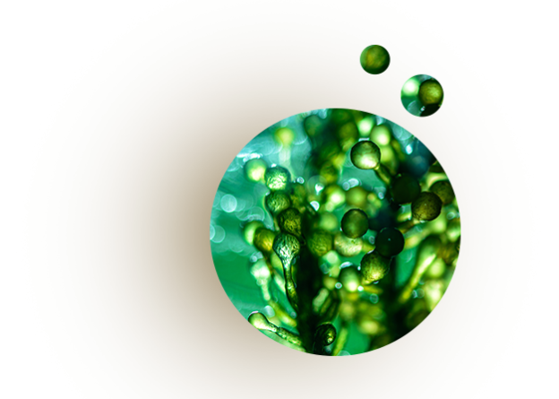 microalgae